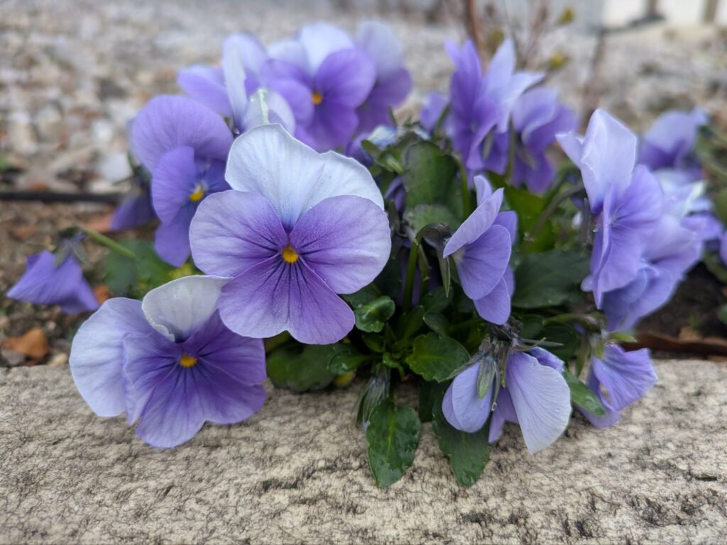 淡い紫のグラデーションのビオラ