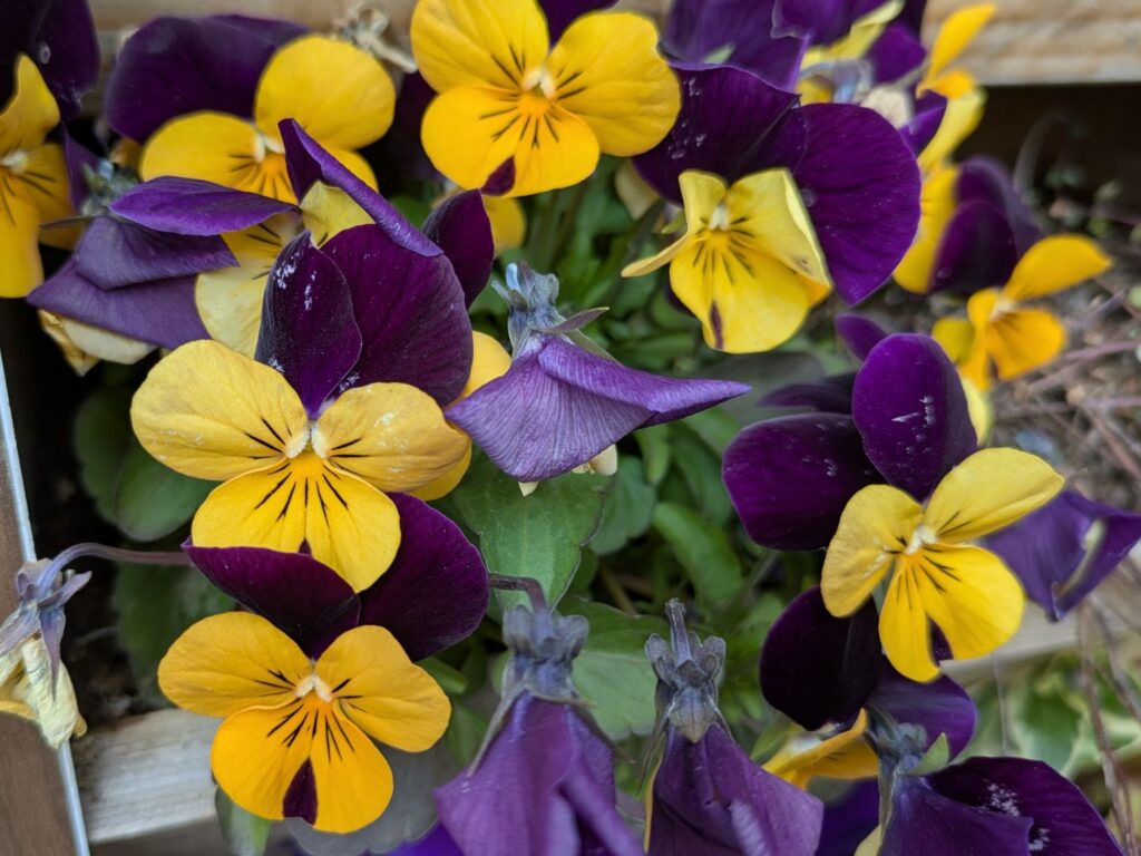 紫と黄色のビオラ