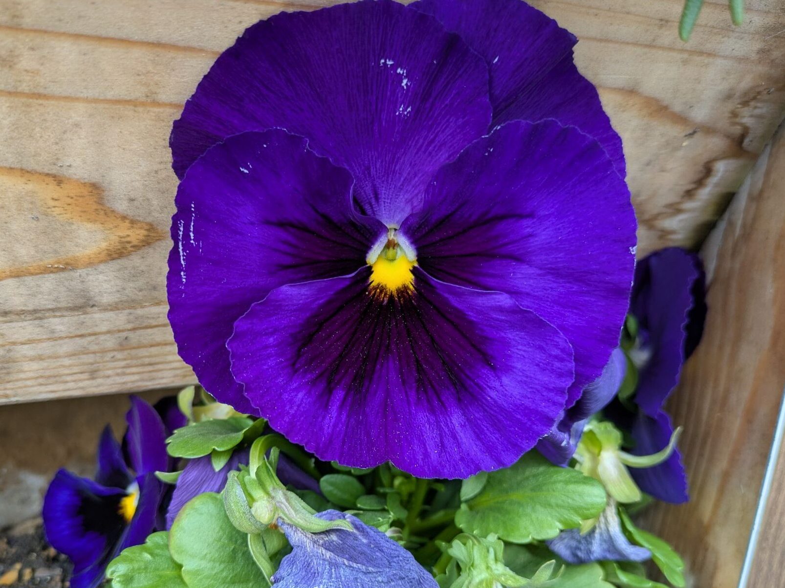 紫のパンジー