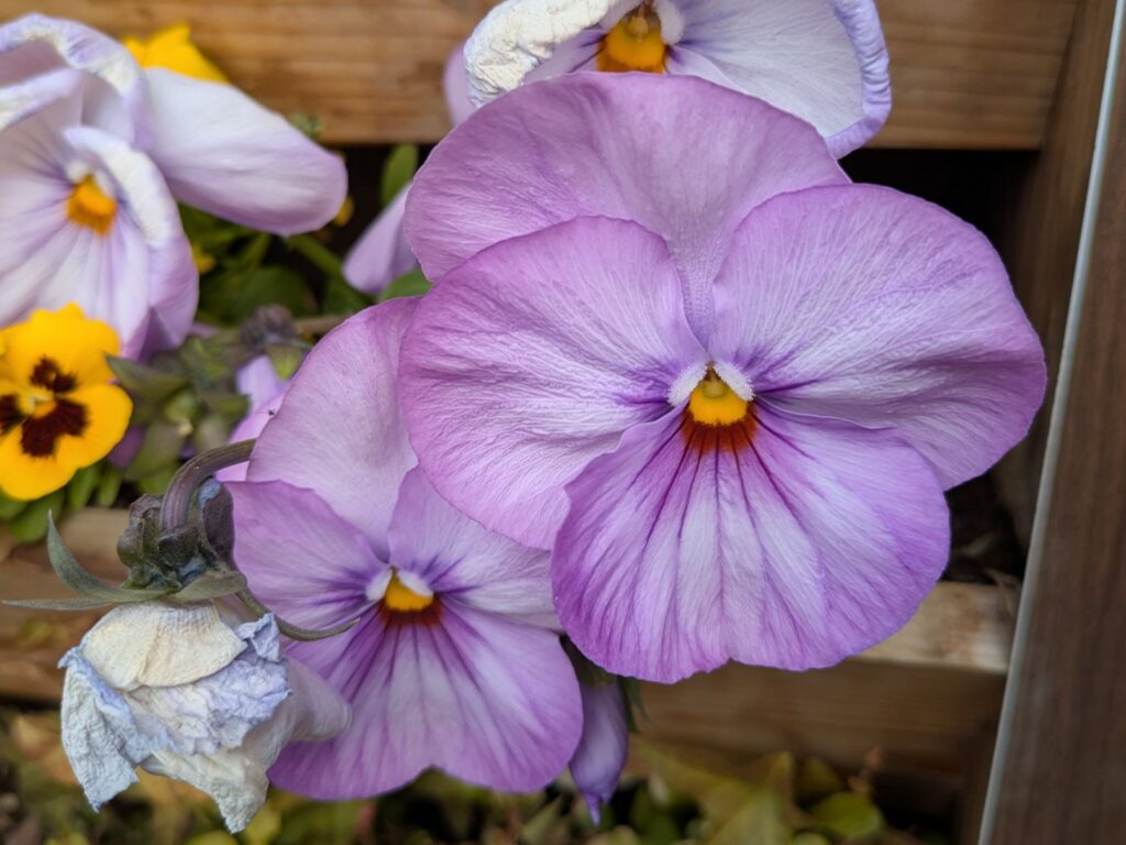 薄紫のパンジー