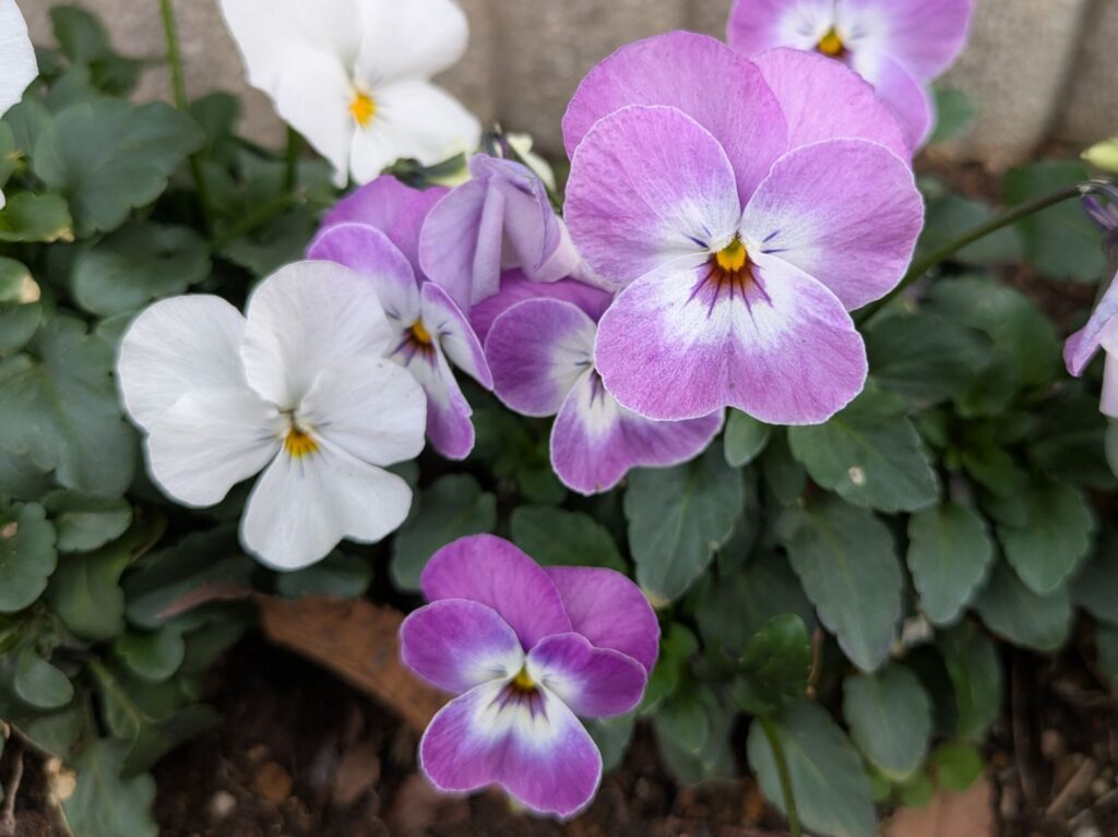 白のビオラとピンクのビオラ