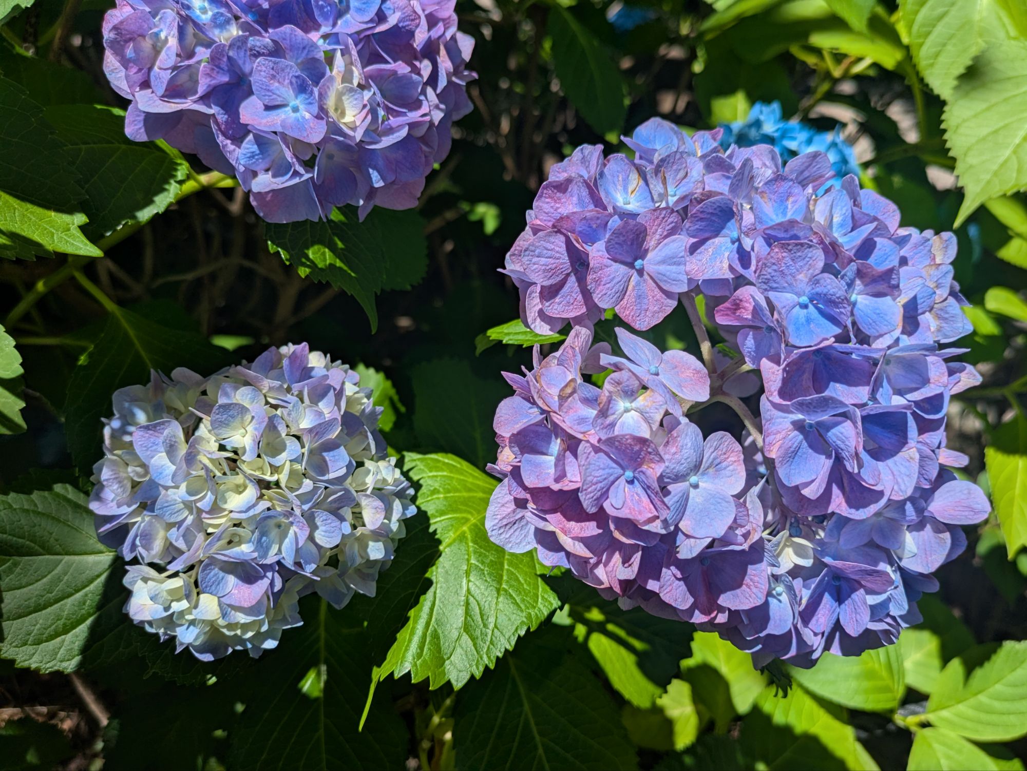 紫と青が混ざり合うあじさいの花