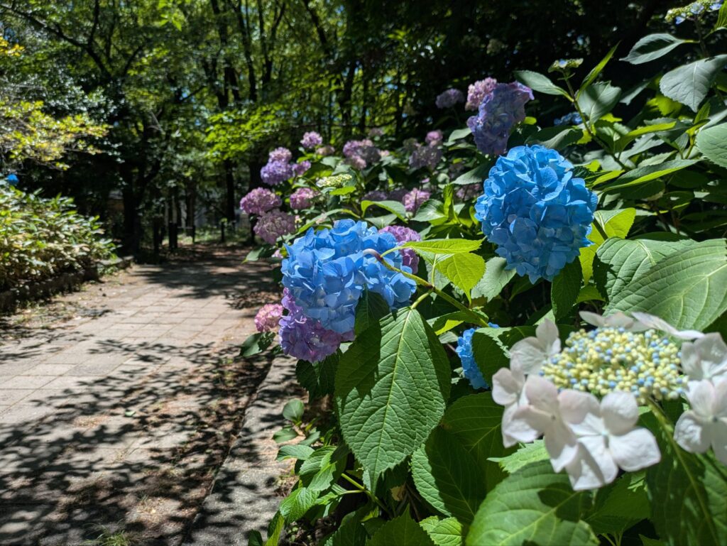 あじさいの咲く道