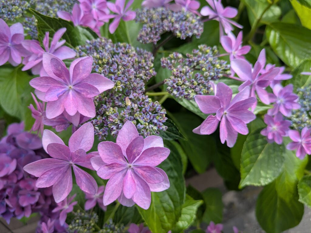 星の形のように花びらが重なり合うあじさい