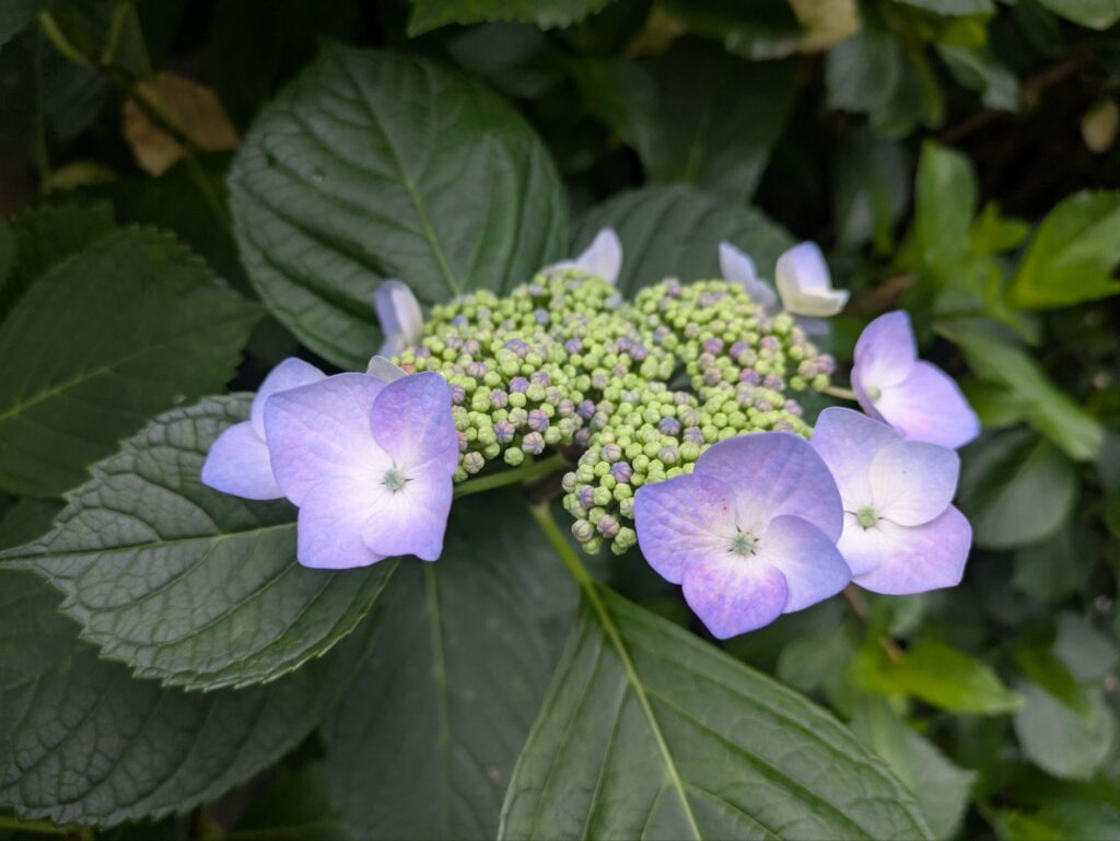 4枚の花が重なりあうあじさいの花びら