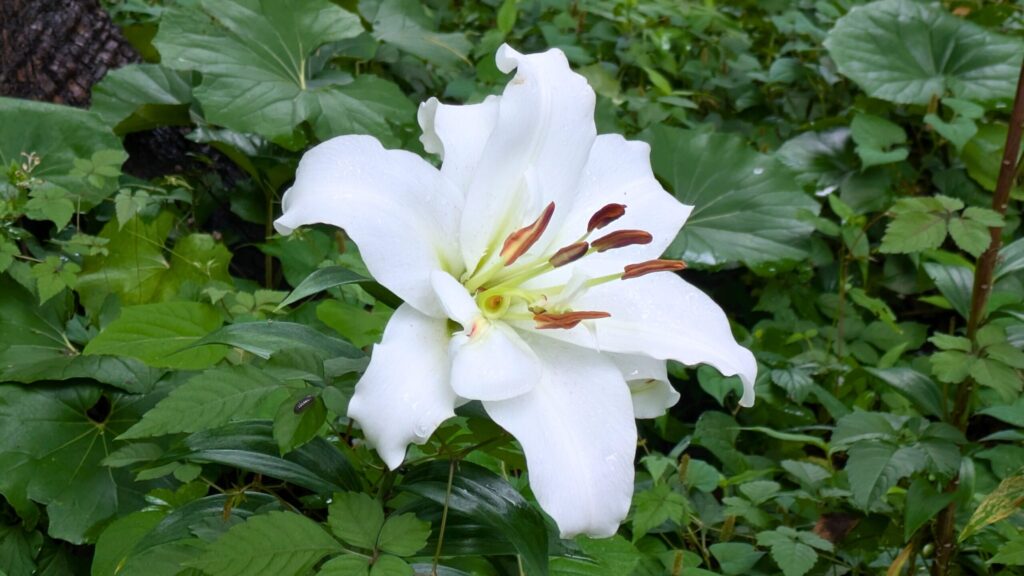 白く花びらの枚数の多いユリ